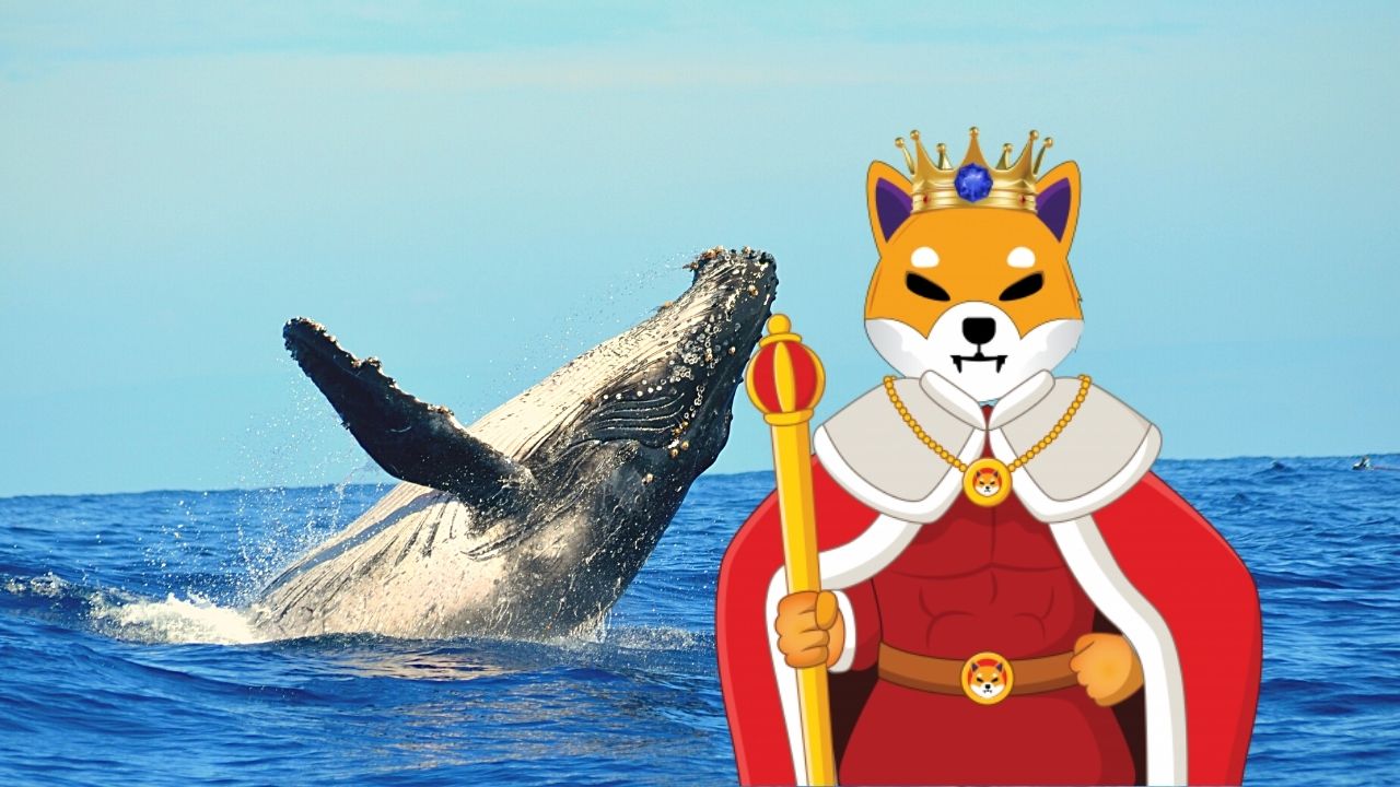 Você está visualizando atualmente 3 motivos por quais as baleias ainda compram Shiba Inu